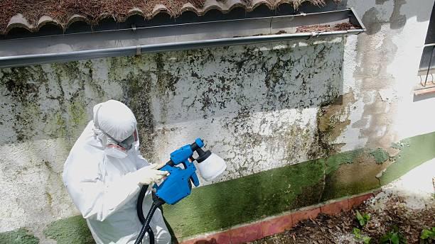 Top rated local Mold Remediation specialists in Winthrop, MN